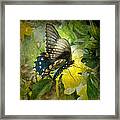 Butterfly And Jasmine Framed Print