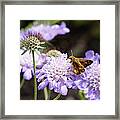 Butterfly And Pincushion Flowers Framed Print