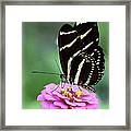 Butterfly And Pink Zinnia V Framed Print