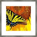Butterfly And The Sunflower Framed Print