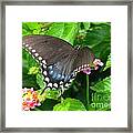 Butterfly Ballot Framed Print