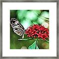 Butterfly Framed Print