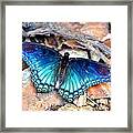 Butterfly Blue Framed Print