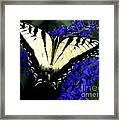 Butterfly Bush Framed Print