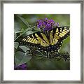 Butterfly Effect Framed Print