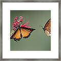 Butterfly Flight Framed Print
