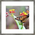 Butterfly Flower - Gossamer Wings Embrace Candy Blossoms Framed Print
