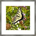 Butterfly From Heaven Framed Print