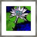 Butterfly Garden 10 - Water Lily Framed Print