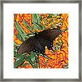 Butterfly Garden 25 - Spicebush Swallowtail Framed Print