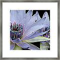 Butterfly Garden 26 - Water Lilies Framed Print