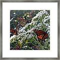 Butterfly Garden - Monarchs 03 Framed Print