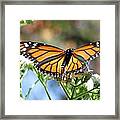 Butterfly Garden - Monarchs 13 Framed Print