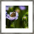Butterfly In Field Framed Print