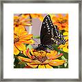 Butterfly In Living Color Framed Print