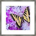 Butterfly In The Mums Framed Print