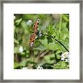 Butterfly Framed Print