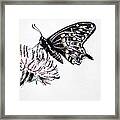 Butterfly Framed Print