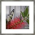 Butterfly Love Framed Print