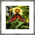 Butterfly On Coreopsis Framed Print