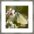 Green Butterfly Resting On Flower Framed Print