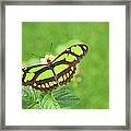 Butterfly On Flowers Framed Print