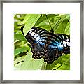 Butterfly On Leaf Framed Print