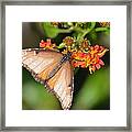 Butterfly On Mexican Flame Framed Print