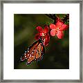 Butterfly On Red Blossom Framed Print