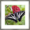 Butterfly On Rose Framed Print