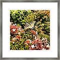 Butterfly...... Open Your Wings And Fly Framed Print