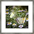 Butterfly Moments Framed Print