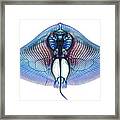 Butterfly Ray Framed Print