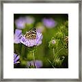 Butterfly Spotlight Framed Print