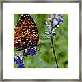 Butterfly Visit Framed Print