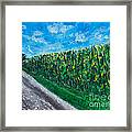 By An Indiana Cornfield The Road Home Framed Print