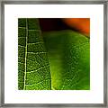 C Ribet Orbscape Leaf Union Framed Print