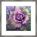 Cabbage Flower Framed Print