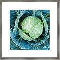 Cabbage Painterly Framed Print