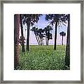 Cabbage Palm Meadow Florida Framed Print