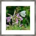 Cabbage White Butterfly Framed Print