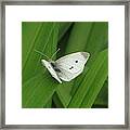 Cabbage White Butterfly Framed Print