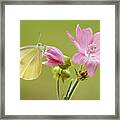 Cabbage White Butterfly On Flower Framed Print