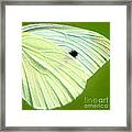 Cabbage White Butterfly Wing Square Framed Print