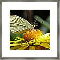 Cabbage White On Yellow Daisy Framed Print