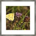 Cabbage Yellow Butterfly On Pink Clover Framed Print
