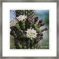 Cacti Bouquet Framed Print