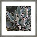 Cactus 4 Framed Print