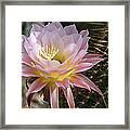Cactus Bloom In Pink Framed Print