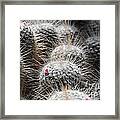 Cactus Bloom Framed Print